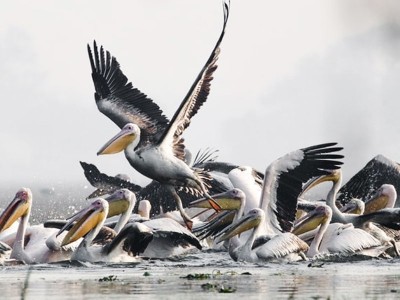 Agra to Bharatpur National Park Tour