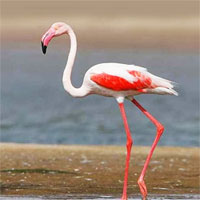 Bharatpur Tour Packages